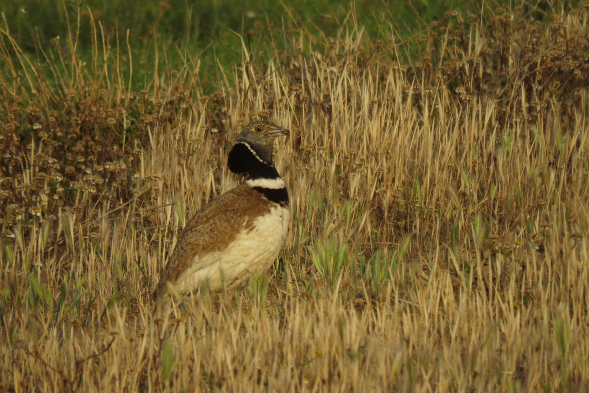 Little Bustard - ML579698751