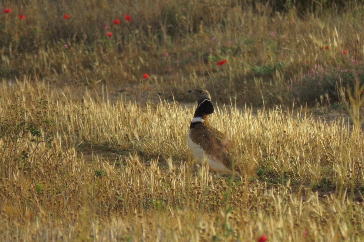 Little Bustard - ML579698761