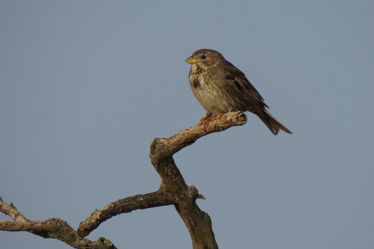 Corn Bunting - ML579698841