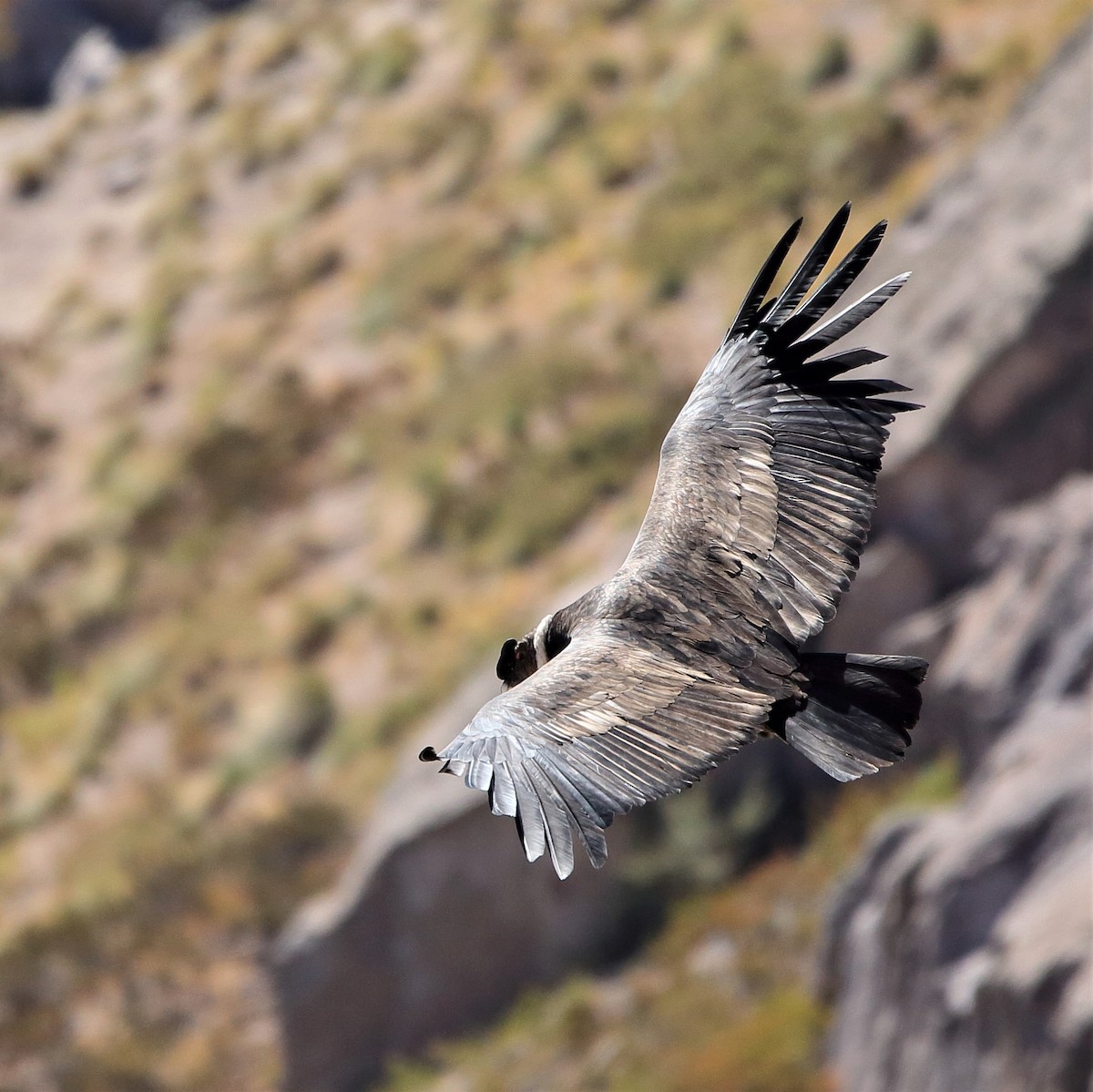 Andean Condor - ML579699021