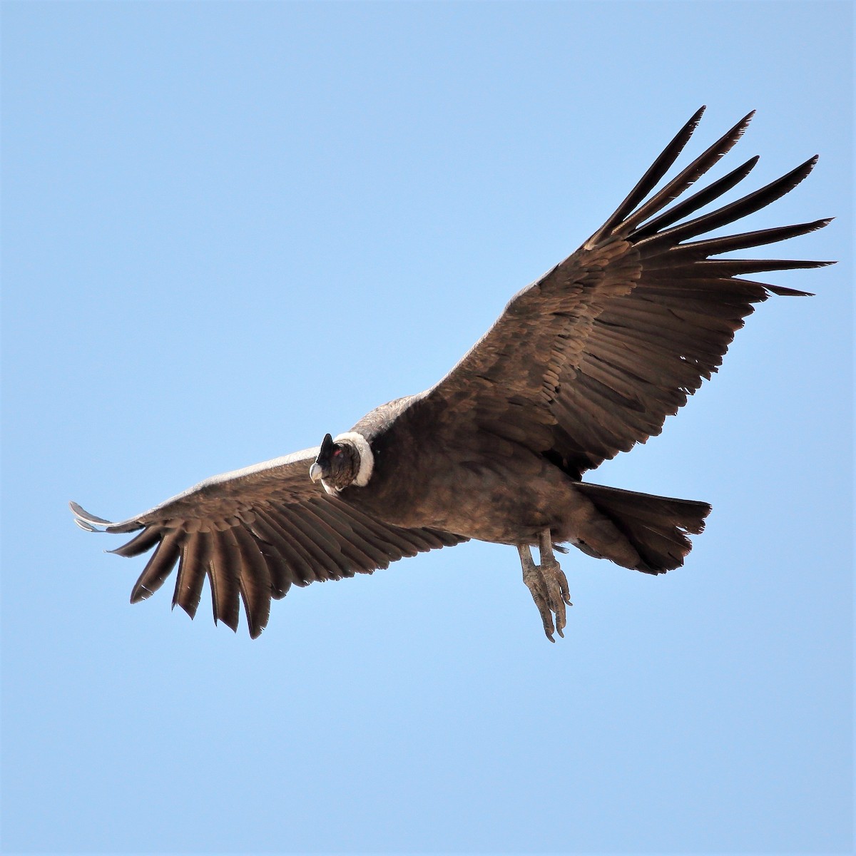 Andean Condor - ML579699031