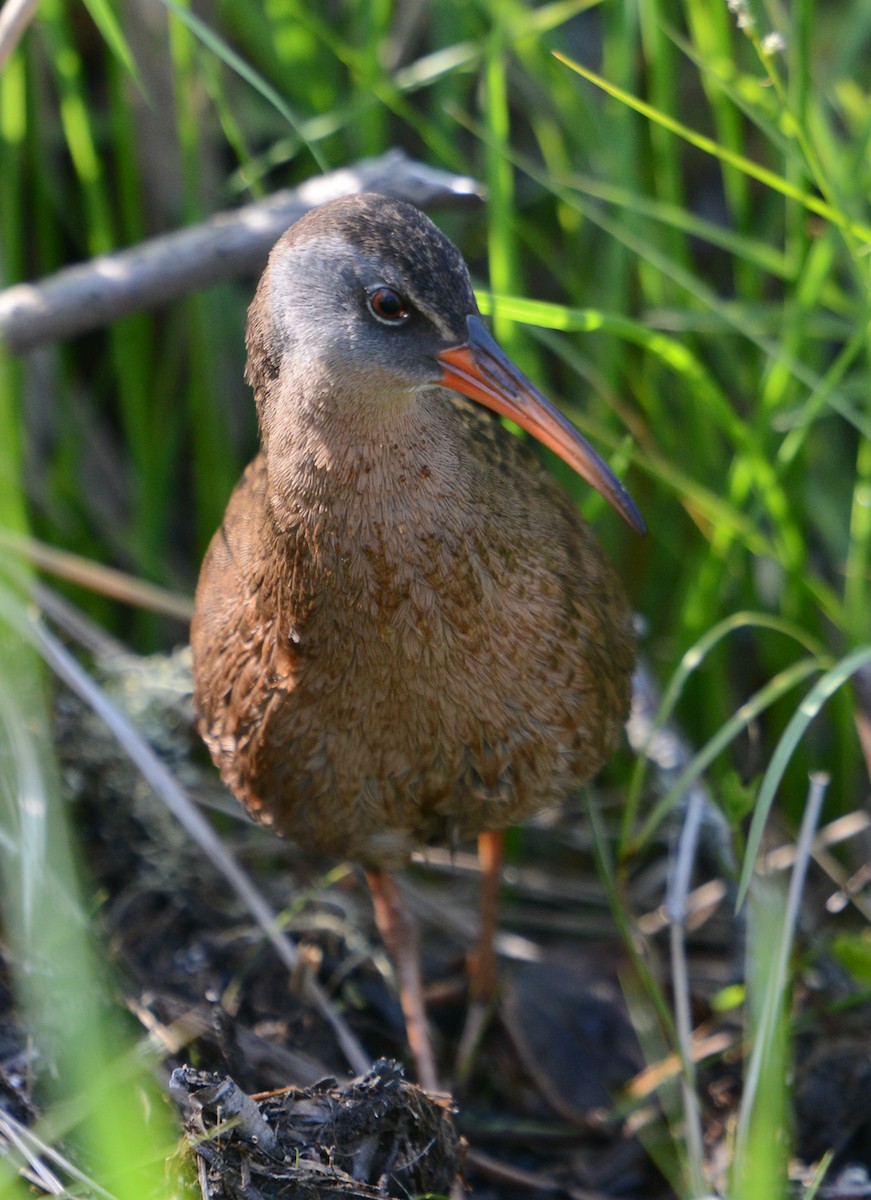 Virginia Rail - Stephen Mullane