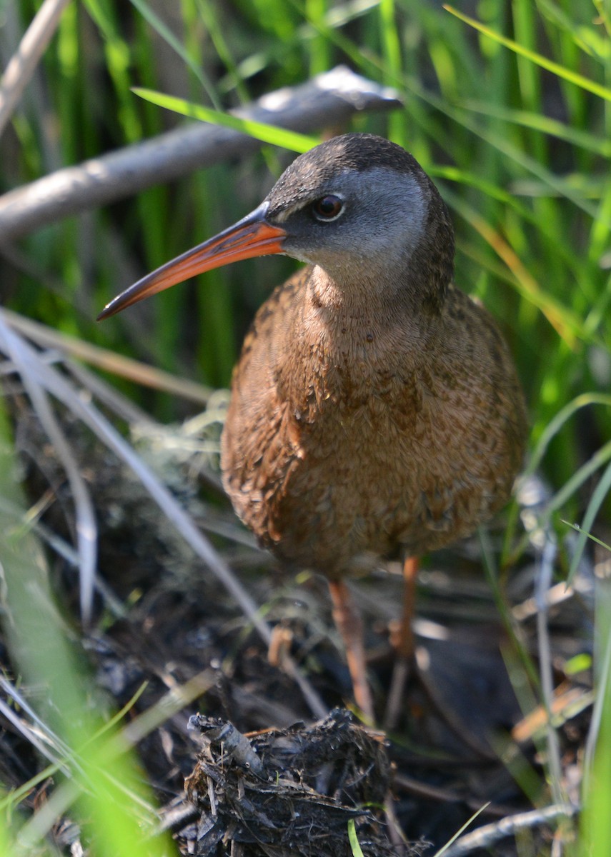 Virginia Rail - Stephen Mullane