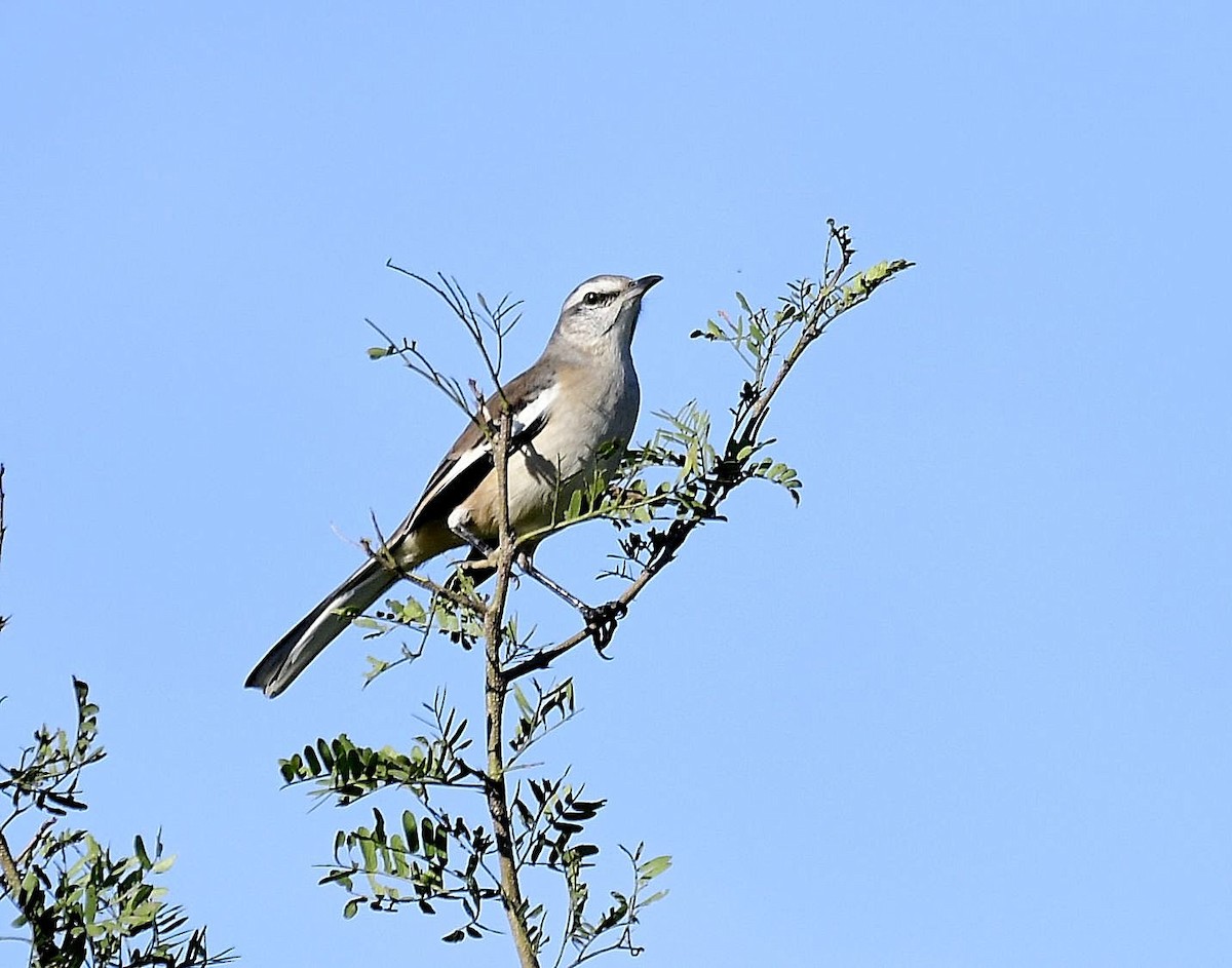 White-banded Mockingbird - Eugenia Boggiano