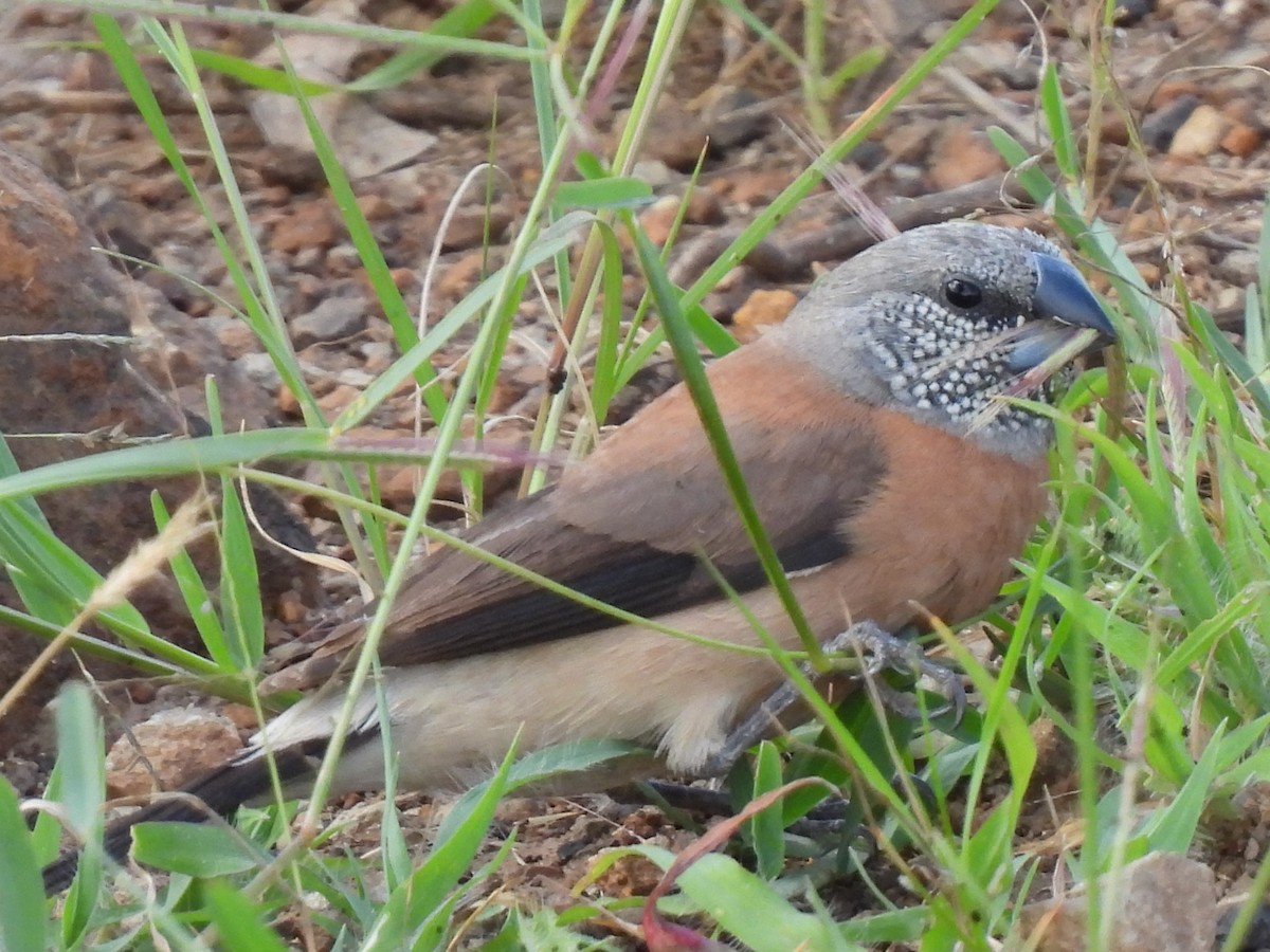 Gray-headed Silverbill - ML579699581