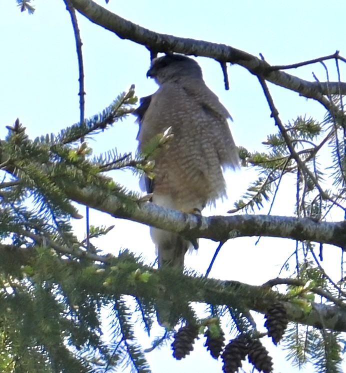 Cooper's Hawk - ML579699821