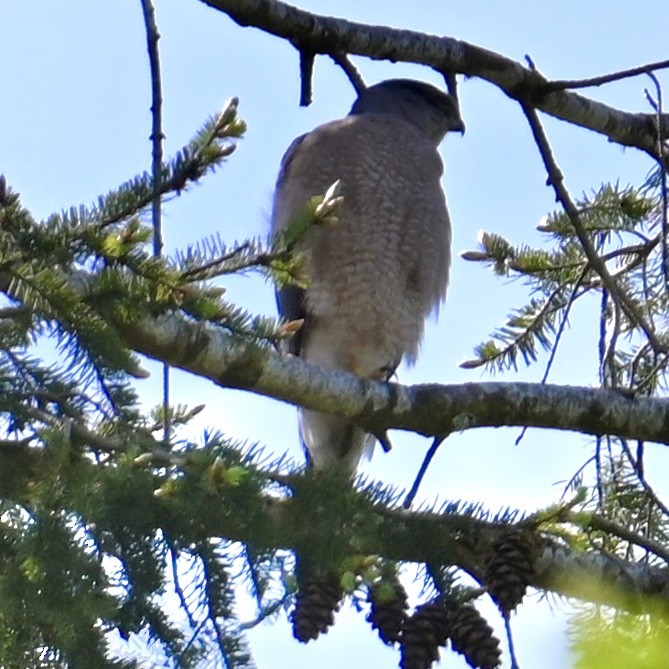 Cooper's Hawk - ML579699841