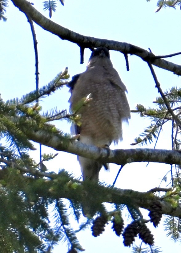 Cooper's Hawk - ML579699851