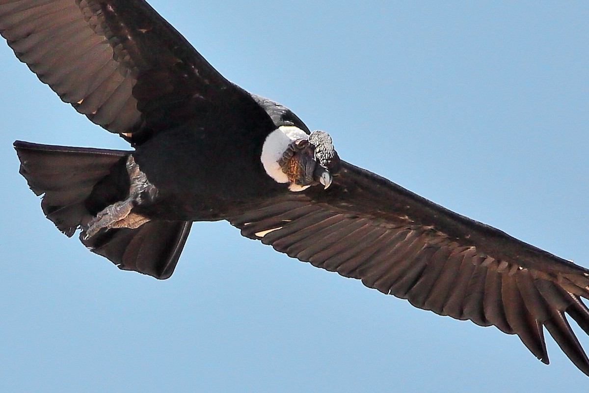 Andean Condor - ML579699981