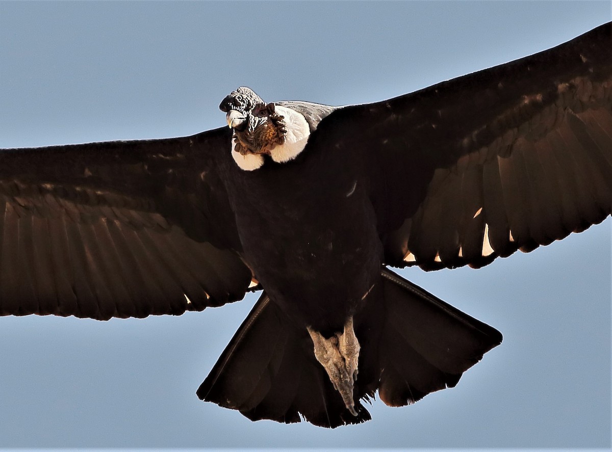 Andean Condor - ML579700001