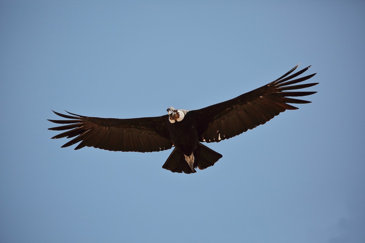 Andean Condor - ML579700031