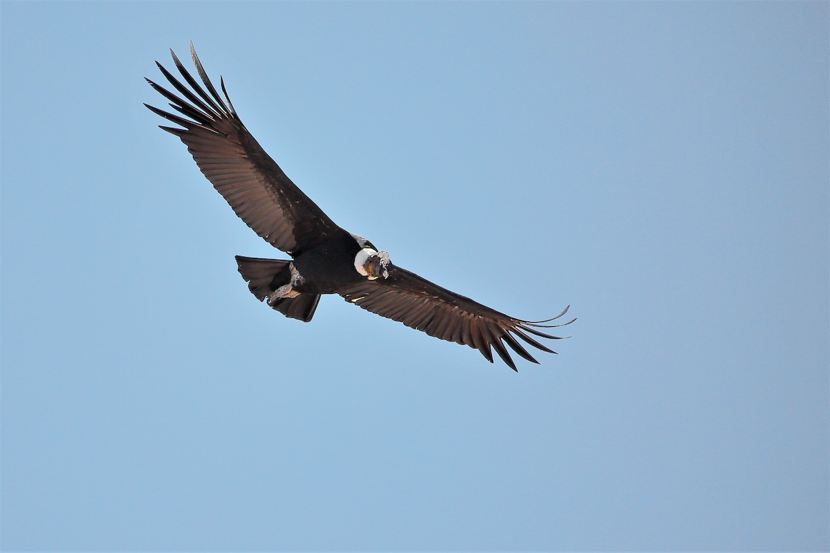 Andean Condor - ML579700041
