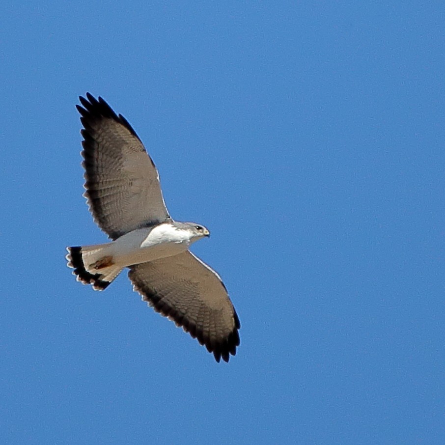 Variable Hawk - ML579700281