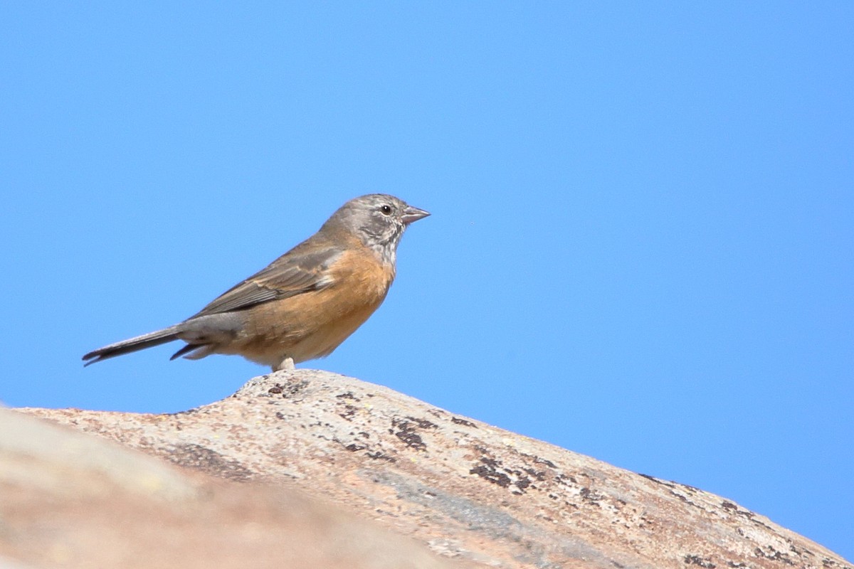 Gray-hooded Sierra Finch - ML579700631