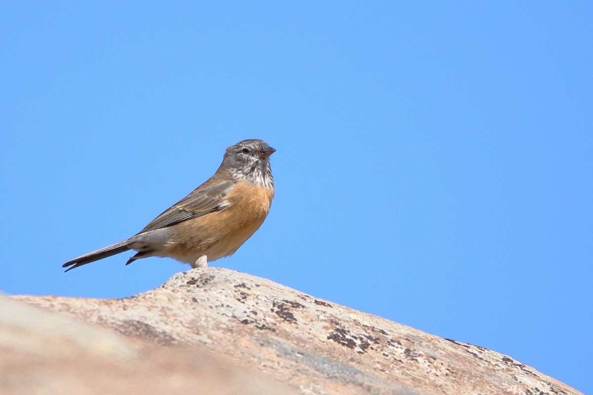 Gray-hooded Sierra Finch - ML579700671