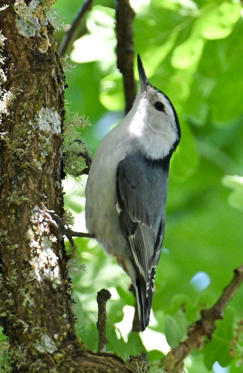 White-breasted Nuthatch (Pacific) - ML579700691
