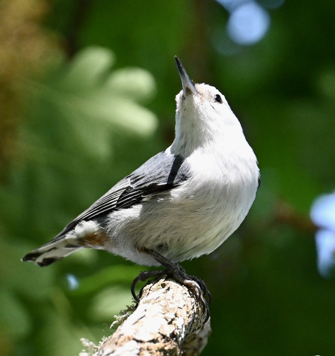 White-breasted Nuthatch (Pacific) - ML579700701
