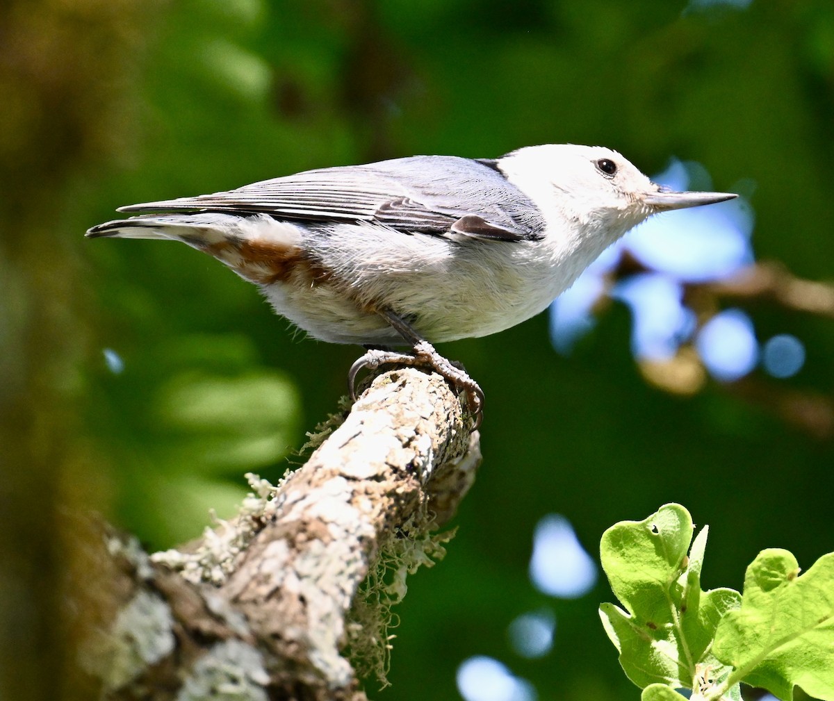 White-breasted Nuthatch (Pacific) - ML579700711