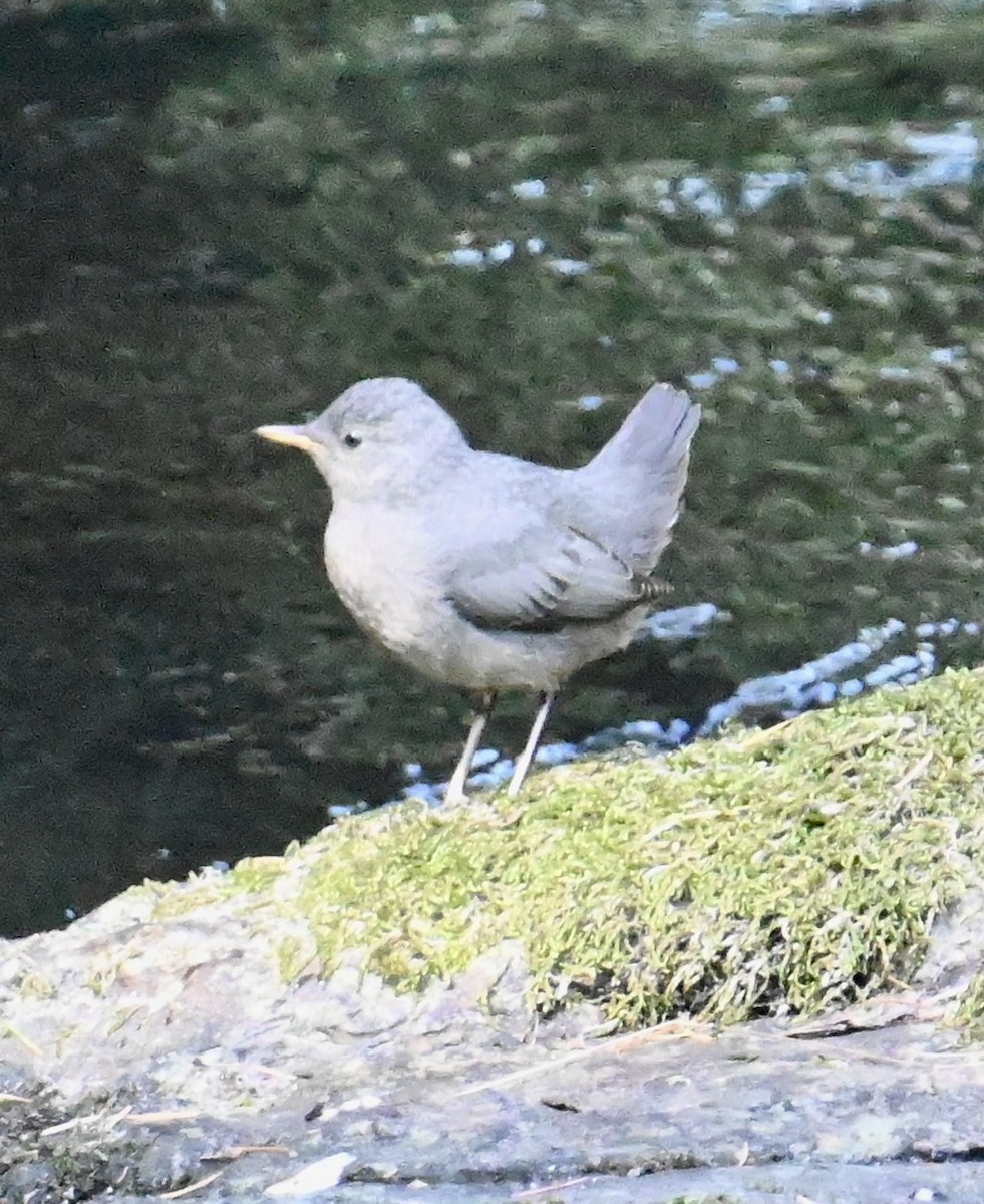 American Dipper - ML579701751