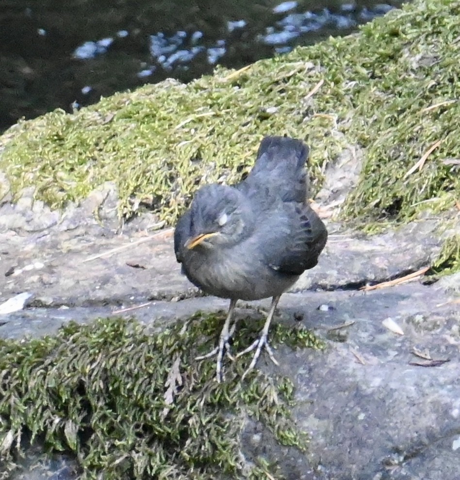 American Dipper - lori herfurth