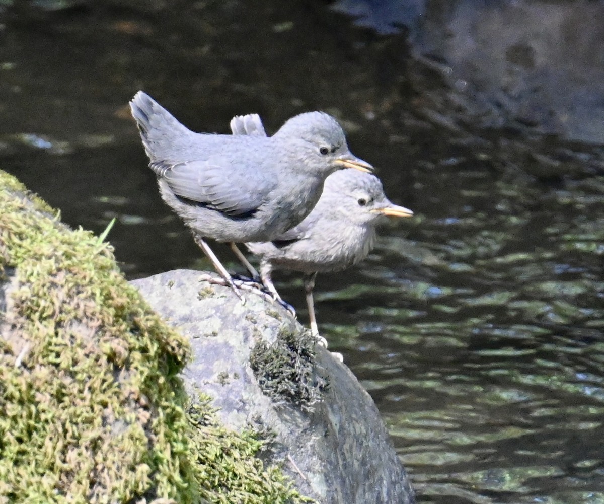 メキシコカワガラス - ML579701781