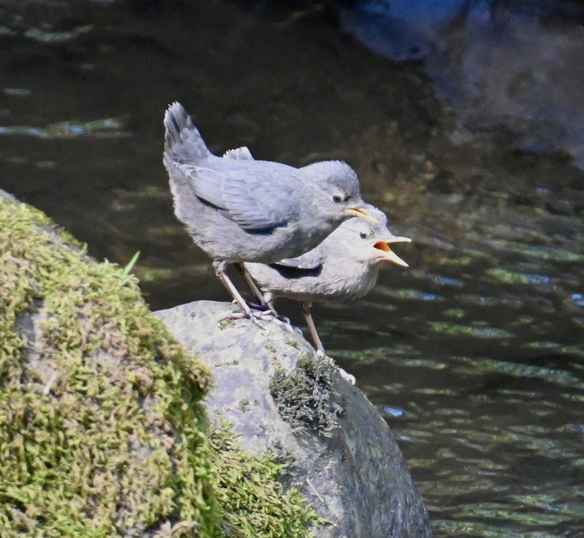 American Dipper - lori herfurth