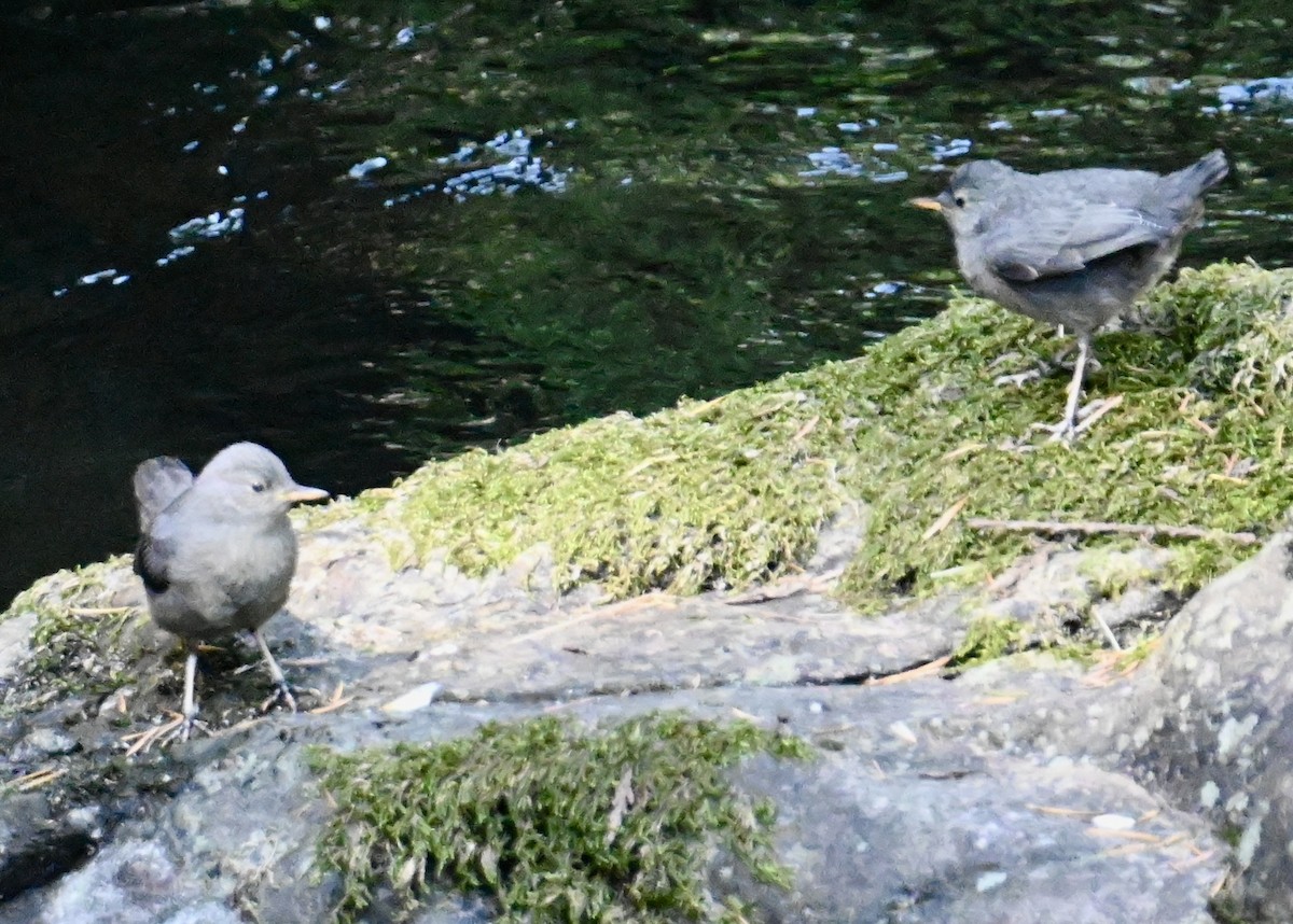 American Dipper - ML579701831