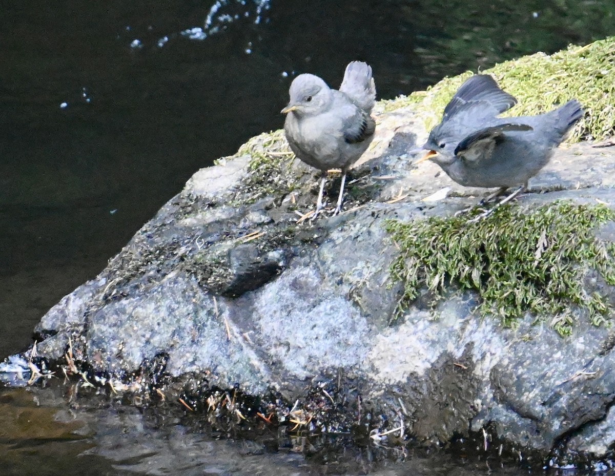 American Dipper - ML579701841