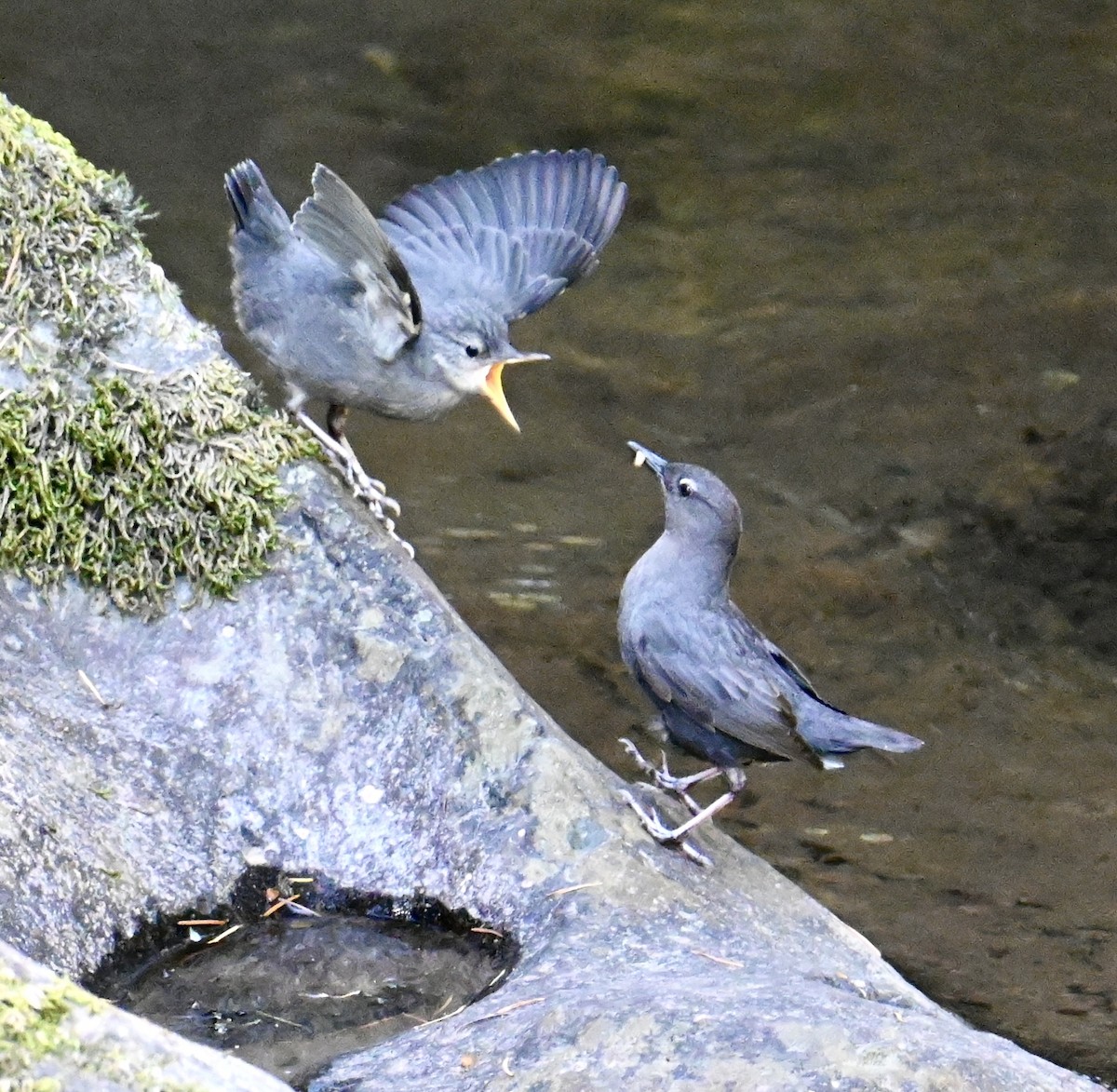 American Dipper - lori herfurth