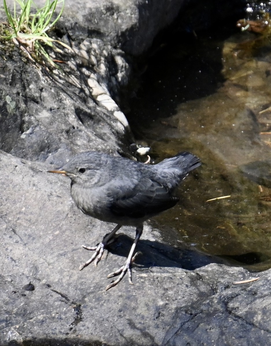 American Dipper - lori herfurth