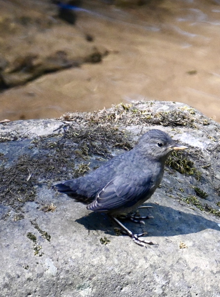 American Dipper - lori herfurth