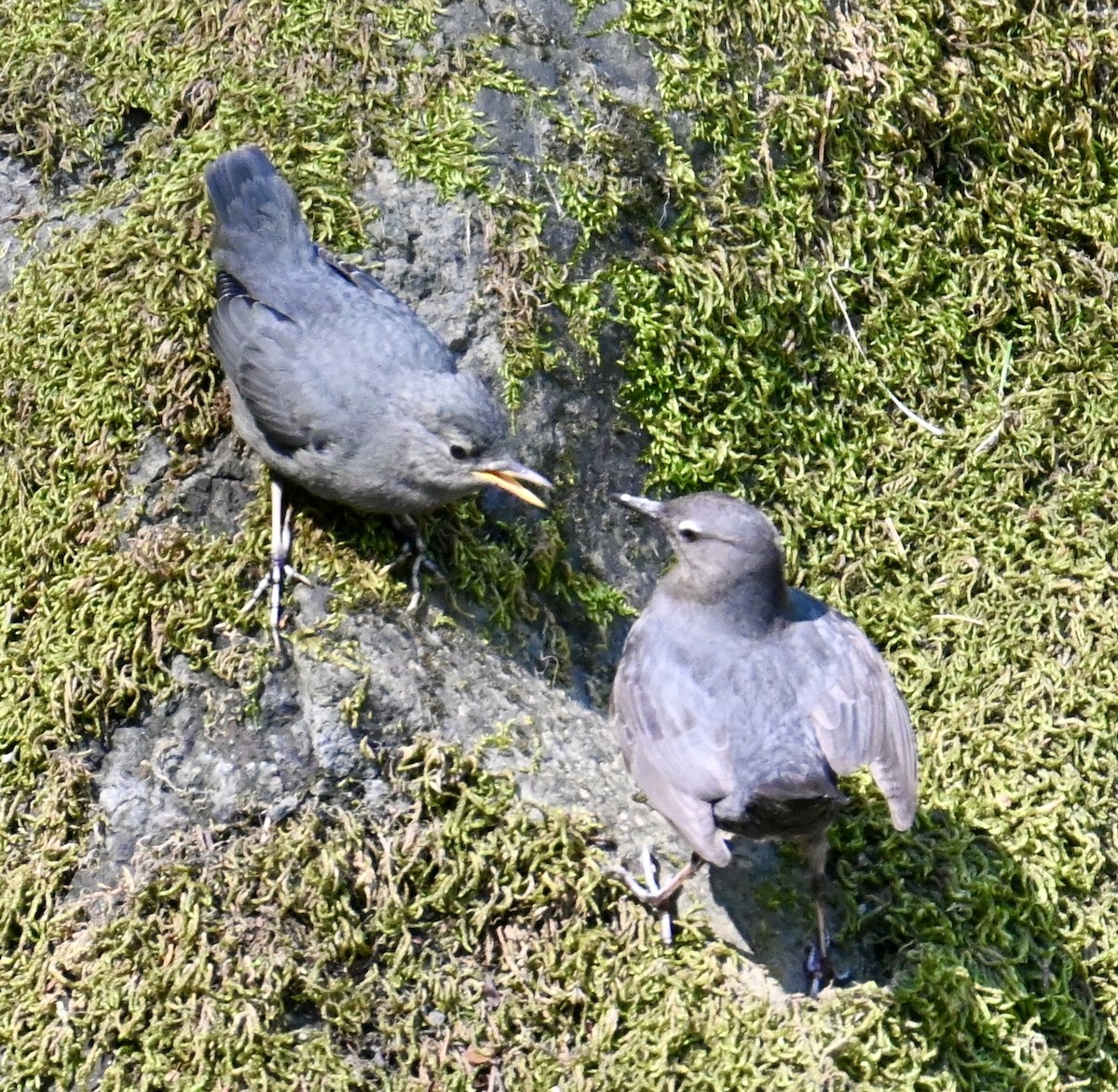 American Dipper - ML579701901