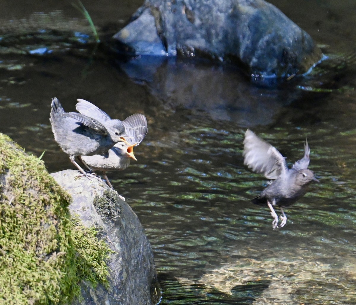 American Dipper - lori herfurth