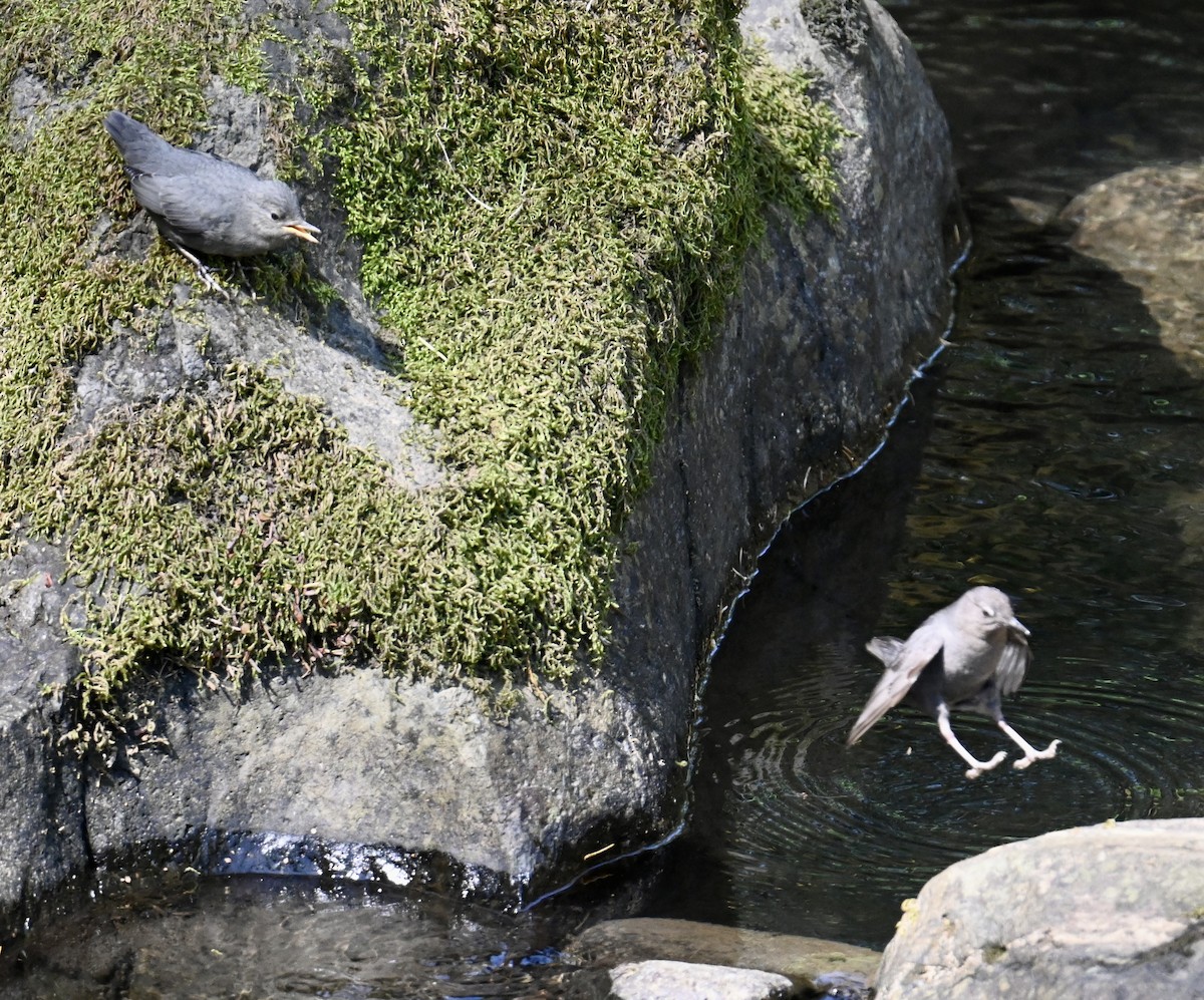 American Dipper - ML579701941