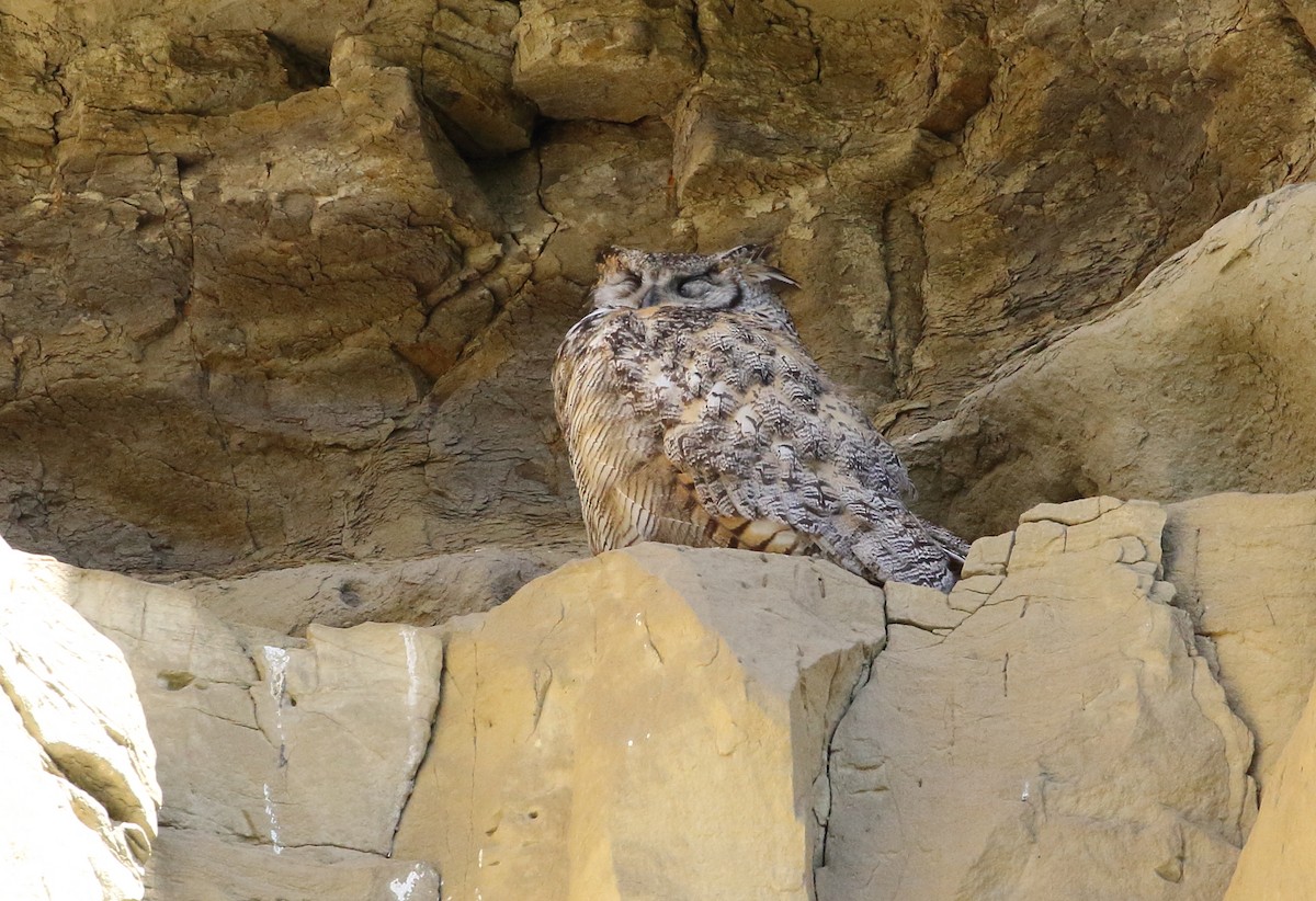 Great Horned Owl - ML579701981