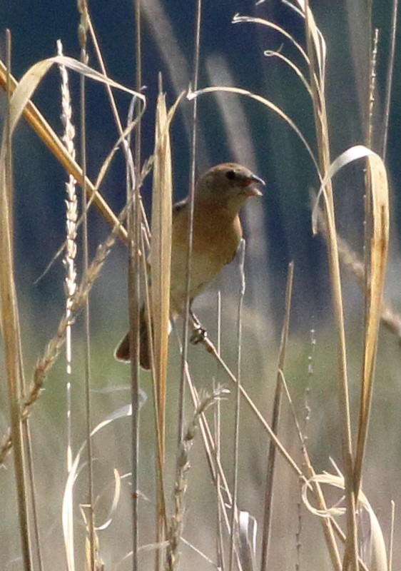 Lazuli Bunting - ML579702121