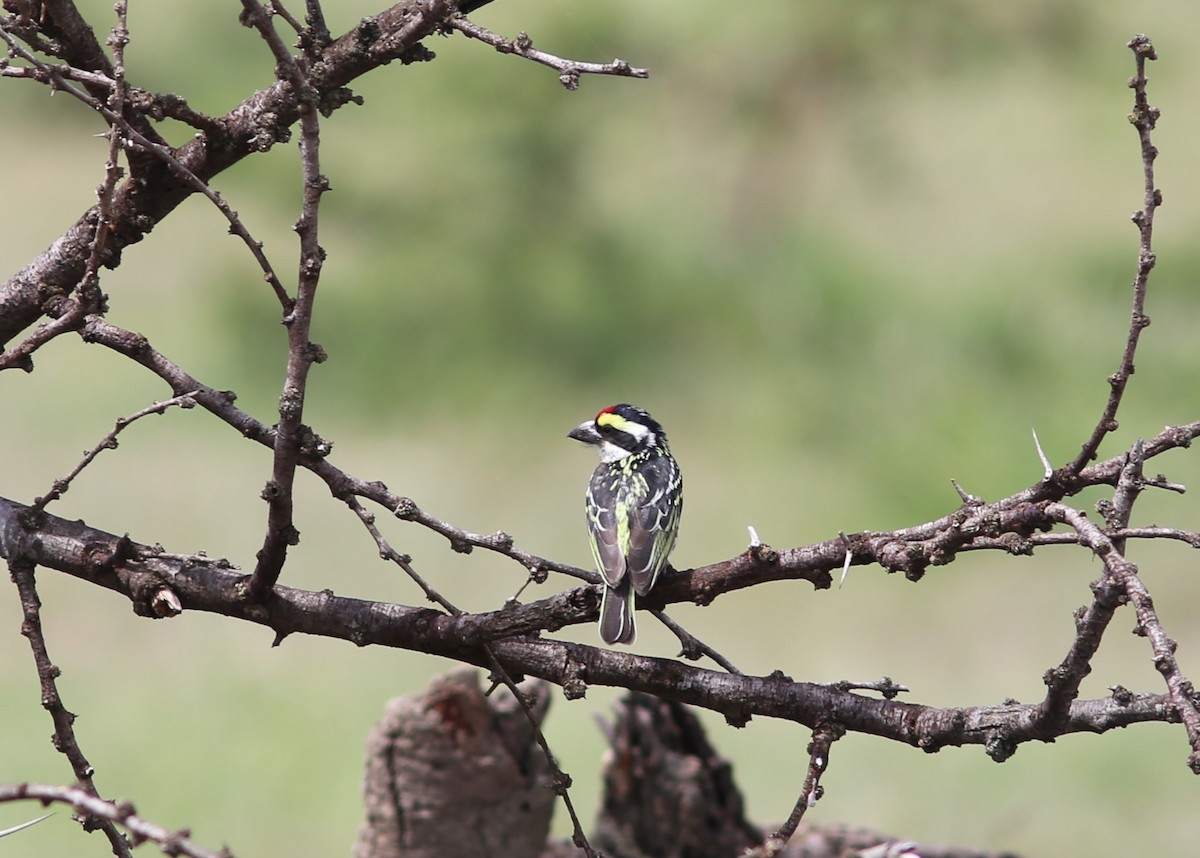 Red-fronted Barbet - ML579702431