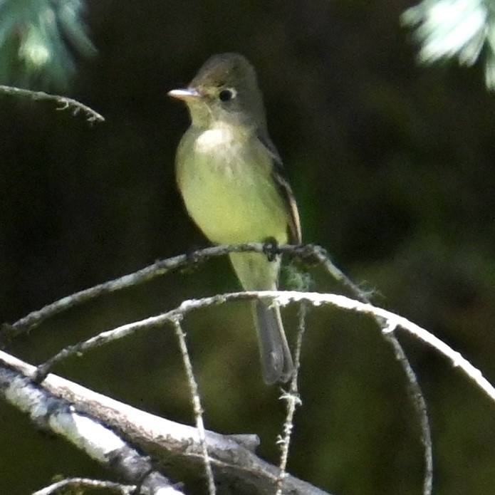 Western Flycatcher (Pacific-slope) - lori herfurth