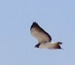 White-tailed Hawk - ML579705321