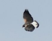 White-tailed Hawk - ML579705381