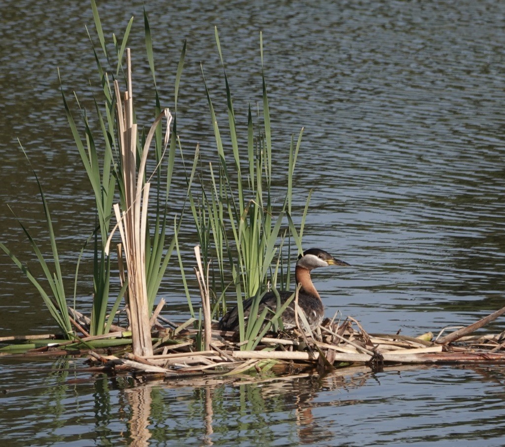 Red-necked Grebe - ML579705491