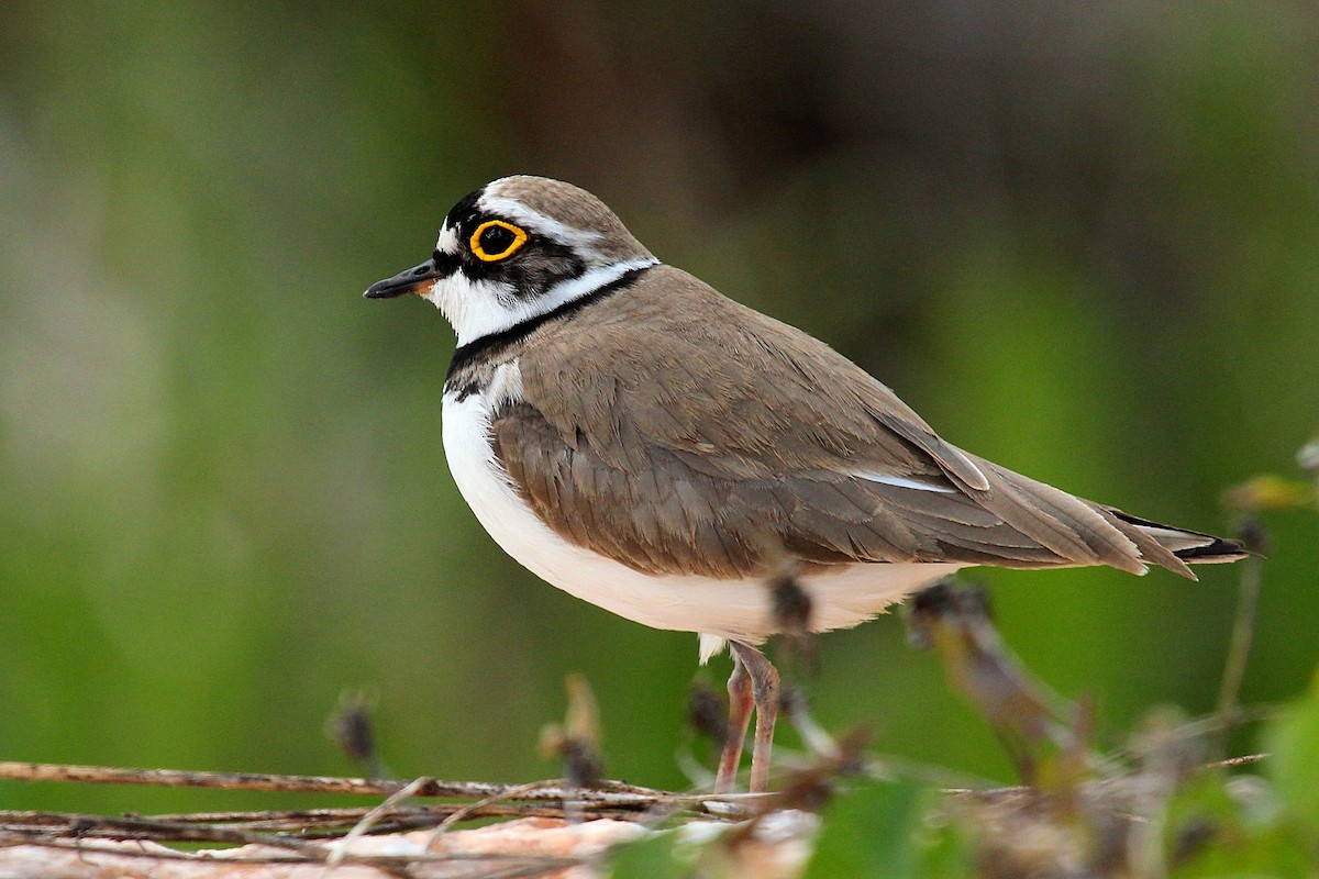 Little Ringed Plover - César Diez González