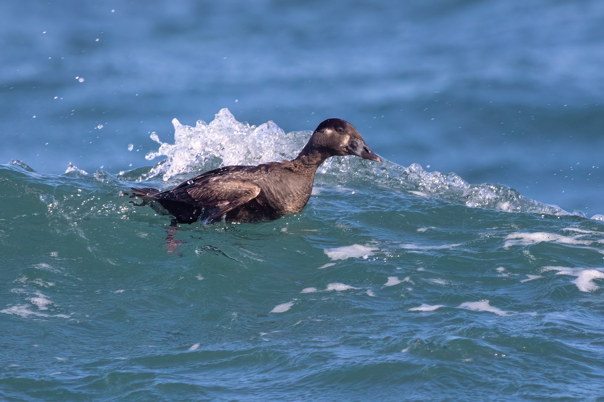 Surf Scoter - Lyall Bouchard