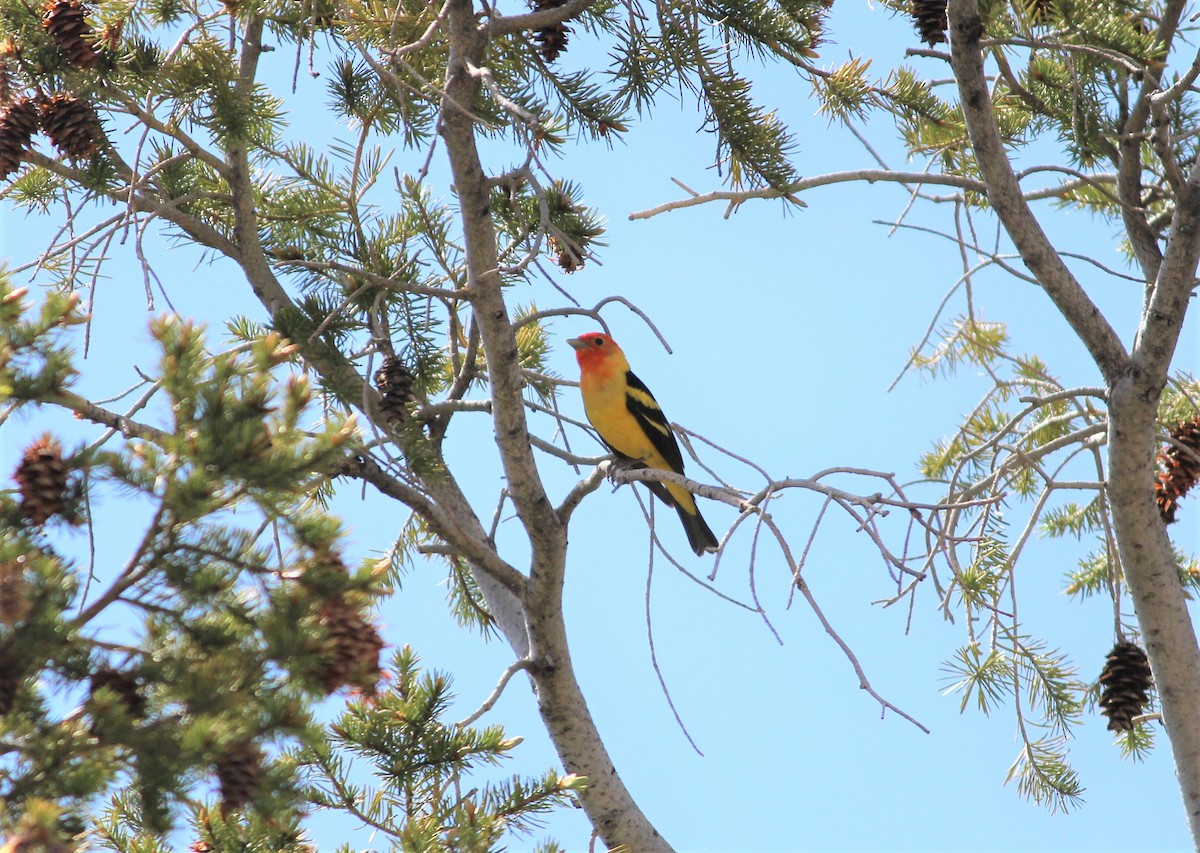 Western Tanager - ML579706811