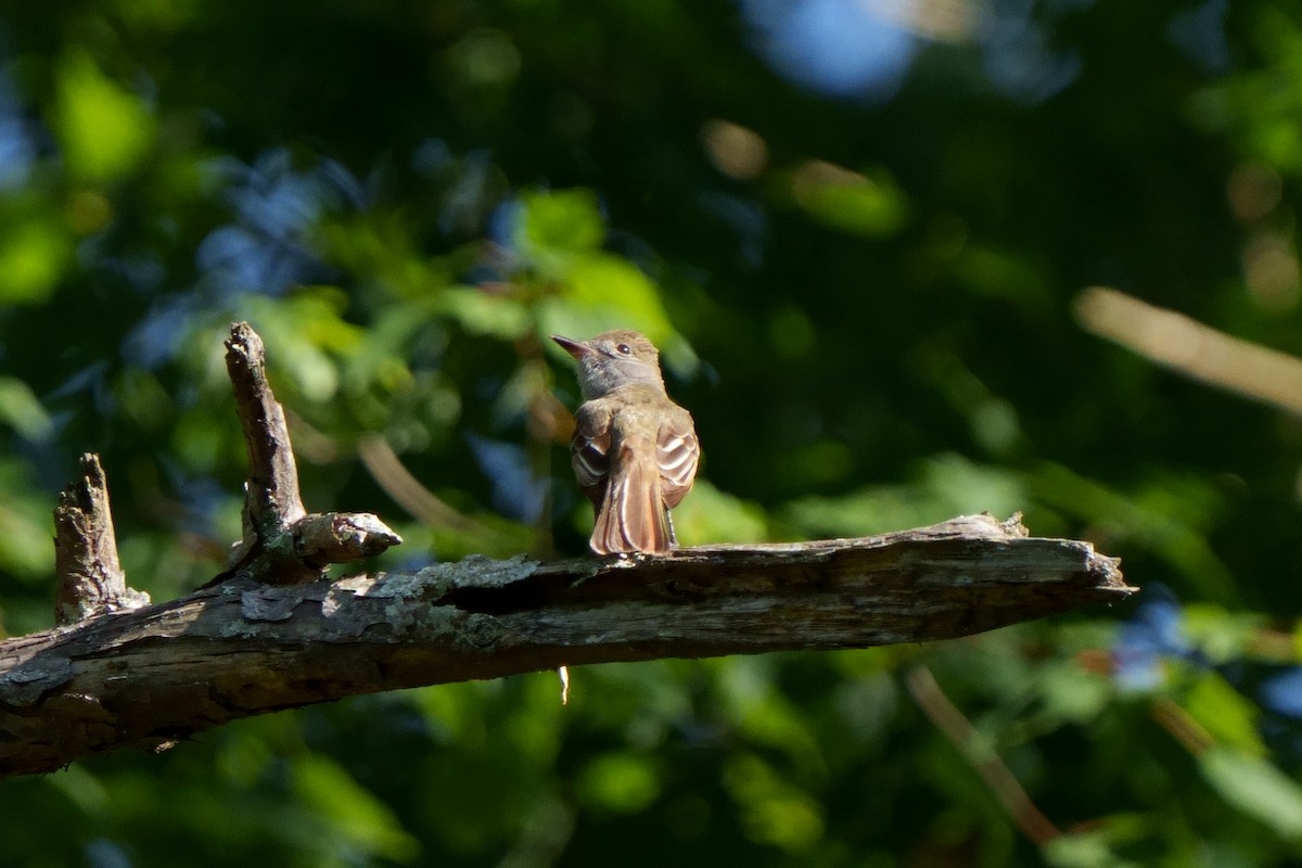 Great Crested Flycatcher - ML579707211