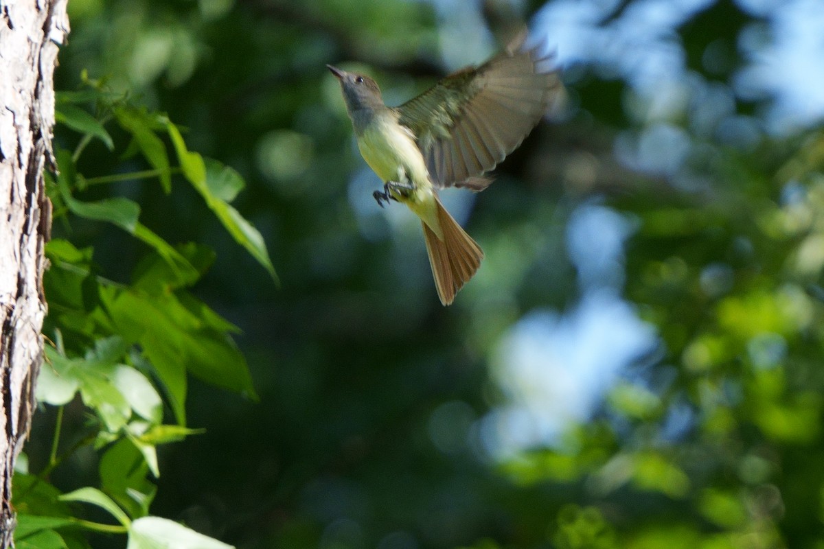 Great Crested Flycatcher - ML579707221