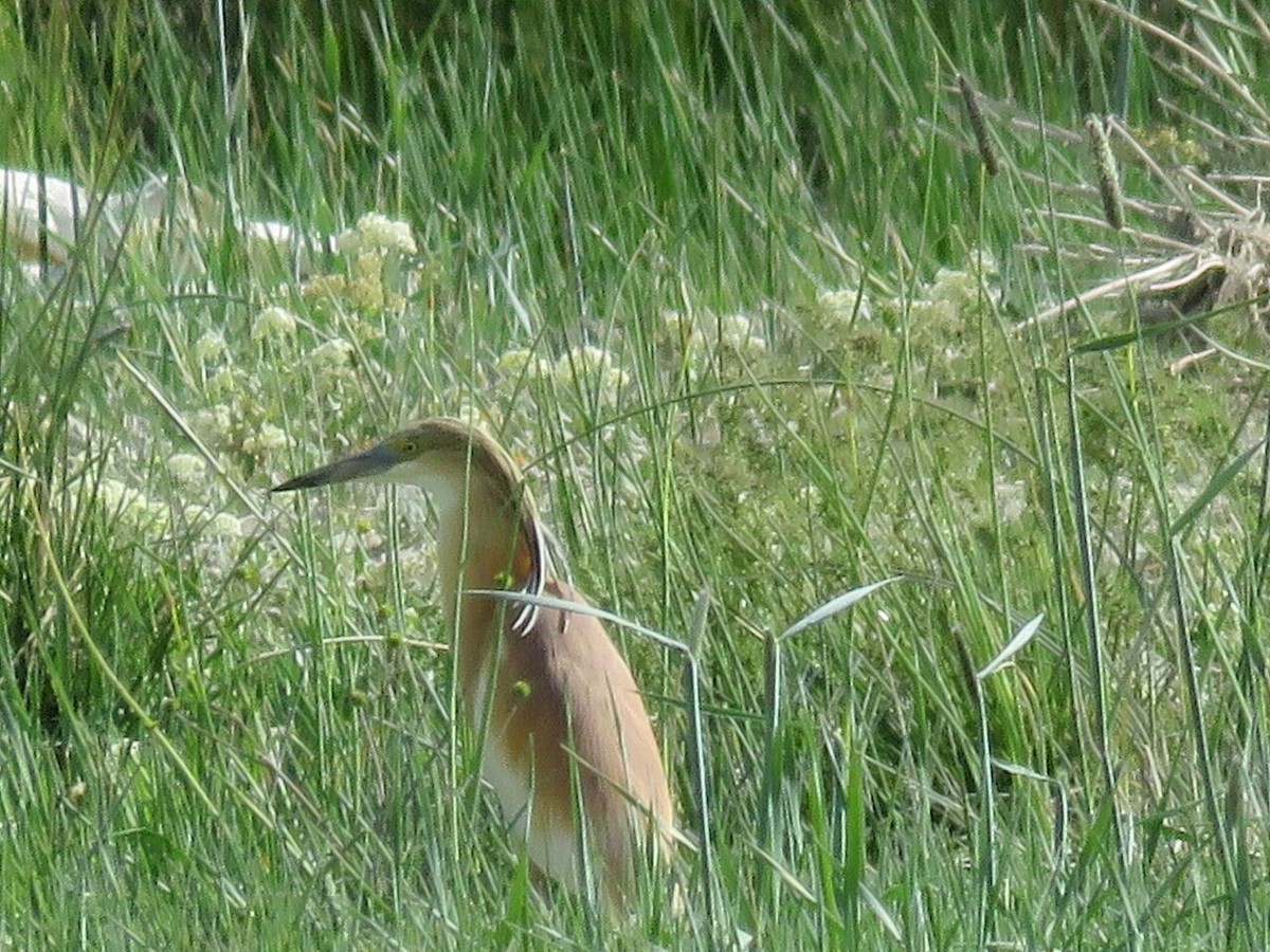 Squacco Heron - ML579707871