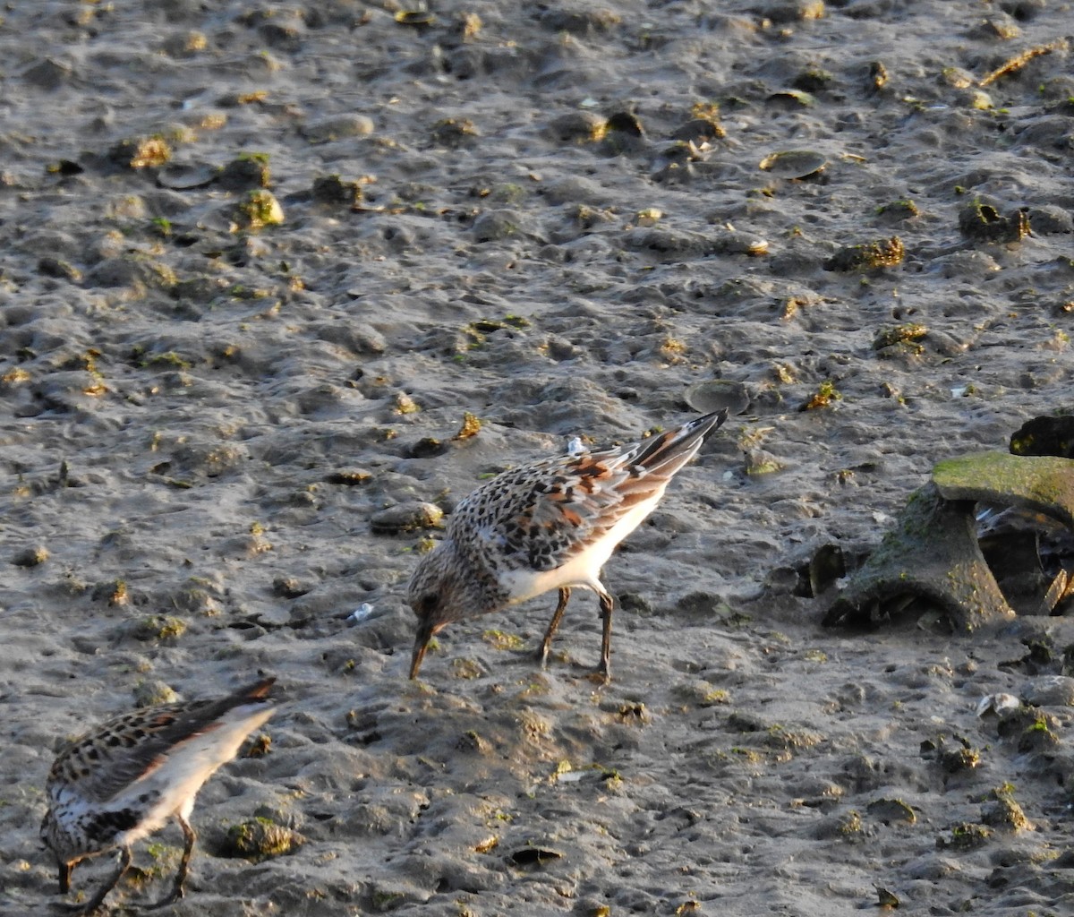 Sanderling - Fernando T Rico