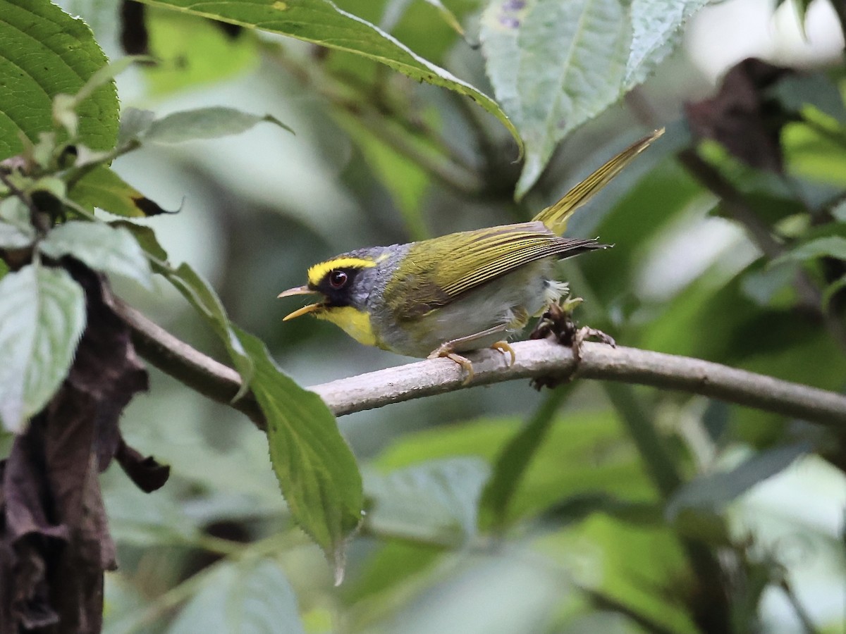 Black-faced Warbler - Kay Burkett