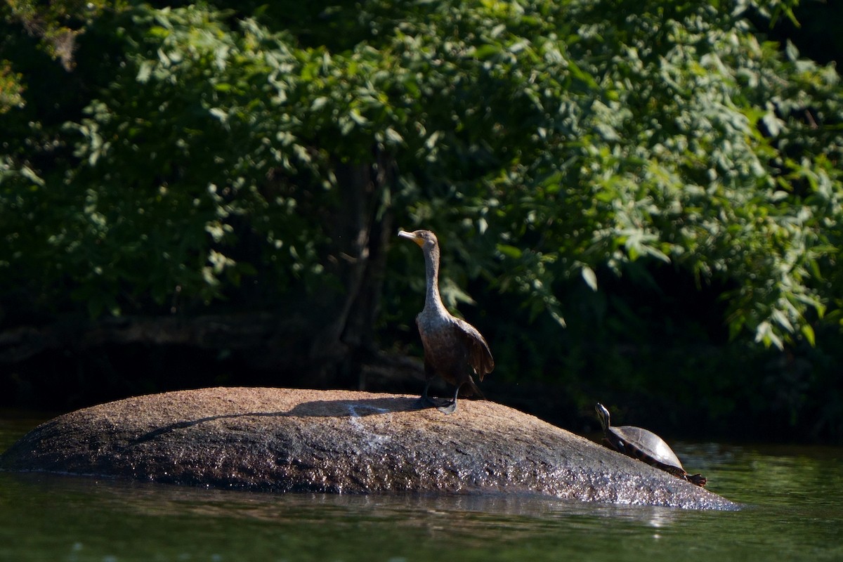 Double-crested Cormorant - ML579708881